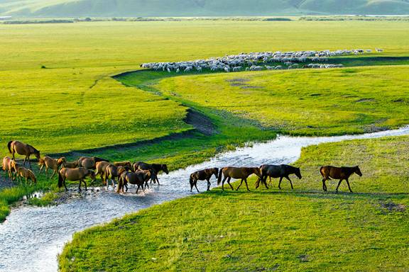 兴安盟境内的乌兰毛都草原水草丰美,骏马成群,牛羊肥壮.毕力格/摄
